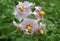 Lilac potatoes flowers