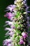 Lilac Prairie blazing star flowers as well called Liatris pycnostachya in macro closeup. Beautiful forest wild blooms.