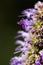 Lilac Prairie blazing star flowers as well called Liatris pycnostachya in macro closeup. Beautiful forest wild blooms.