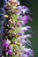 Lilac Prairie blazing star flowers as well called Liatris pycnostachya in macro closeup. Beautiful forest wild blooms.