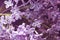 Lilac purple branch flower bloom, spring, summer background. Happy lucky five-petalled flower and six-petalled flower