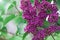 Lilac purple branch flower bloom, spring, summer background. Happy lucky five-petalled flower and six-petalled flower