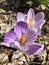 Lilac purple crocuses in solid and striped varieties