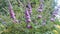 Lilac purple inflorescence, Buddleja davidii