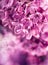 Lilac. Purple Lilac. Bouquet of purple lilacs. Beautiful flowers of lilac - close up. Valentines Wedding Romantic floral