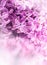 Lilac. Purple Lilac. Bouquet of purple lilacs. Beautiful flowers of lilac - close up. Valentines Wedding Romantic floral