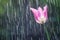 Lilac-purple tulip on the background of tracks of rain drops