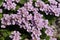 Lilac `Pyrenean Whitlow Grass` flowers - Petrocallis Pyrenaica