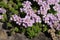 Lilac `Pyrenean Whitlow Grass` flowers - Petrocallis Pyrenaica