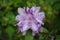 Lilac rhododendron flower