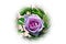 Lilac rose blossoms - Garden flowers blooming in the summer, vortex framing