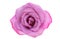 lilac rose isolated