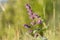 Lilac sage Salvia verticillata on sunny grassy steppes