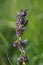 Lilac sage or whorled clary (Salvia verticillata)