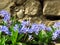 Lilac Scilla bithynica spring flowers. Strikingly-dense, pyramidal racemes of starry mid-blue to lilac flowers.