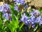 Lilac Scilla bithynica spring flowers. Strikingly-dense, pyramidal racemes of starry mid-blue to lilac flowers.