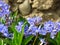 Lilac Scilla bithynica spring flowers. Strikingly-dense, pyramidal racemes of starry mid-blue to lilac flowers.