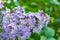 Lilac shrub flower blooming in spring garden. Common lilac Syringa vulgaris bush