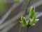 Lilac Shrub Spring Tips, Bright Green New Growth