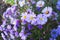 Lilac small daisies - the last autumn flowers.