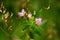 Lilac small flowers of wild plants