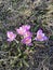 Lilac Snowdrops on the spring dry meadow