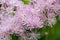 Lilac Spiky Flowers