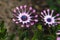 Lilac Spoon (Osteospermum) Flower, African Daisy, Against Natural Background