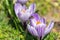 Lilac spring blooming crocuses. Spring sunny garden