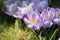 Lilac spring blooming crocuses. Spring sunny garden