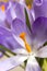 Lilac spring crocus