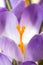 Lilac spring crocus