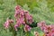 Lilac spring flowers Bergenia in cottage garden. Heart-leaved flowers is growing in spring park. Purple plants for landscape