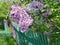 Lilac spring flowers and green wooden fence