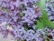 Lilac Syringa. All types of lilac differ in beautiful colors, which is why they are bred in gardens.