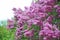 Lilac (Syringa) flower