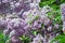 Lilac Syringa flower