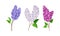 Lilac or Syringa Flowers with Showy Aromatic Blossom on Stem Vector Set