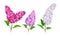 Lilac or Syringa Flowers with Showy Blossom Isolated on White Background Vector Set