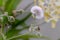 Lilac tasselflower in bloom, round white in shape, ready to fly its seeds