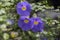 Lilac Thunbergia flowers