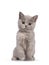 Lilac tortie British Shorthair kitten on white background