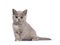 Lilac tortie British Shorthair kitten on white background