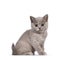 Lilac tortie British Shorthair kitten on white background