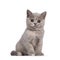 Lilac tortie British Shorthair kitten on white background