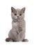 Lilac tortie British Shorthair kitten on white background