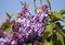 Lilac trees blooming. Color photo taken in Gorky park in Moscow.