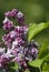 Lilac trees blooming. Color photo taken in Gorky park in Moscow.