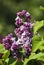 Lilac trees blooming. Color photo taken in Gorky park in Moscow.