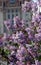 Lilac trees. Taken in Lilac garden in Moscow.